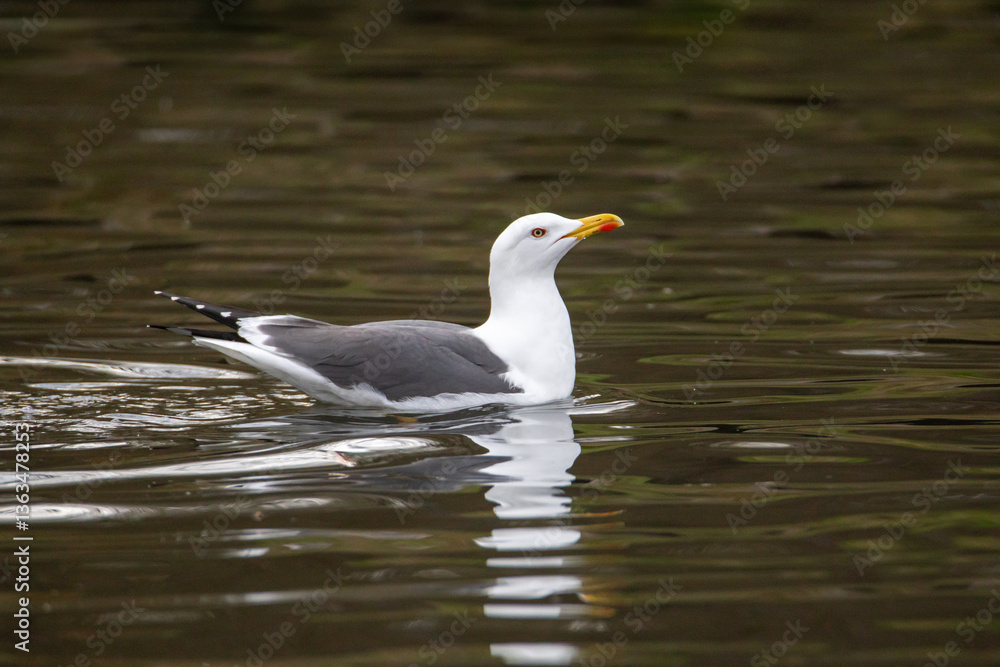 Gulls, or colloquially seagulls, are seabirds of the family Laridae in the suborder Lari. They are related to the terns and skimmers and distantly related to auks, and even more distantly to waders Gulls, or colloquially seagulls, are seabirds of the family Laridae in the suborder Lari. They are related to the terns and skimmers and distantly related to auks, and even more distantly to waders