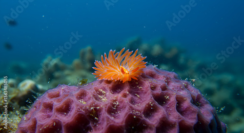 Radiant nudibranch on a textured sea sponge in a serene underwater seascape
