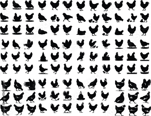 Set of vector rooster and chicken black silhouettes isolated on white background. Domestic animals silhouette of a chicken on white Set of hen silhouette, chicken silhouettes Set of vector chicken bla