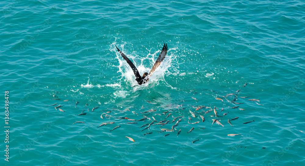 Obraz premium Seabird's dramatic plunge amidst school of fish, creating splash, vibrant ocean