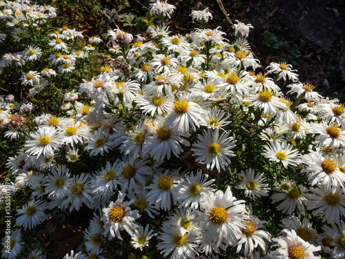 Michaelmas Daisy (Aster dumosus) 'Kristina' flowering with semi-double yellow eyed white flowers in autumn