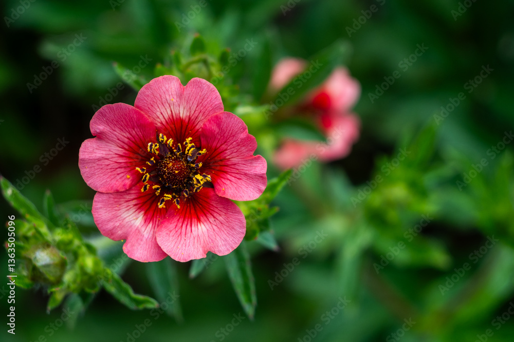 Closeup of a bright pink Potentilla flower, commonly found in gardens across Japan. Its vibrant color brings spring vibrancy. Closeup of a bright pink Potentilla flower, commonly found in gardens across Japan. Its vibrant color brings spring vibrancy.