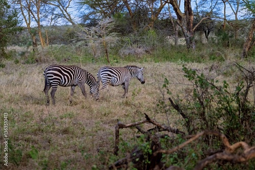 Zebras in the wild