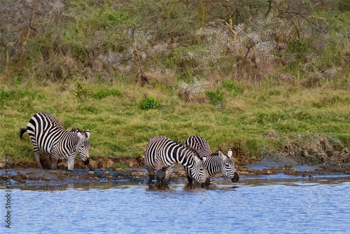 Zebras in the wild