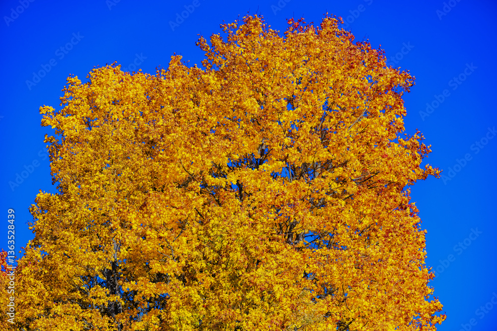 Fototapeta premium Autumn Tree with Vibrant Yellow Foliage Against a Brilliant Blue Sky