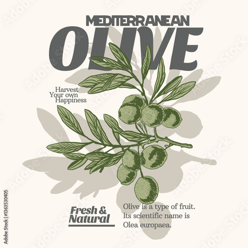Mediterranean olive slogan print design.  grunge olives effects, girls graphic , women's print design, kids and men's t-shirt design. olive brunch hand drawn illustration.