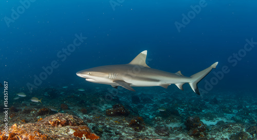 Wallpaper Mural Elegant reef shark gracefully navigating the depths near a vibrant coral reef Torontodigital.ca