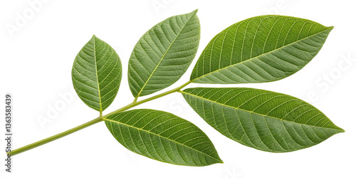 walnut leaves isolated