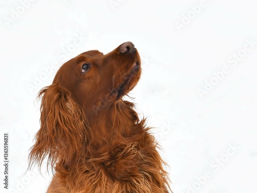 Irish setter on a background of snow