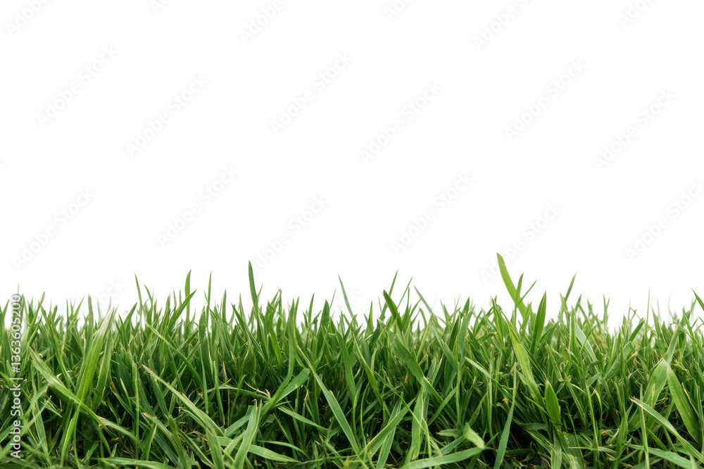 Obraz premium Lush green grass against black background, cut out