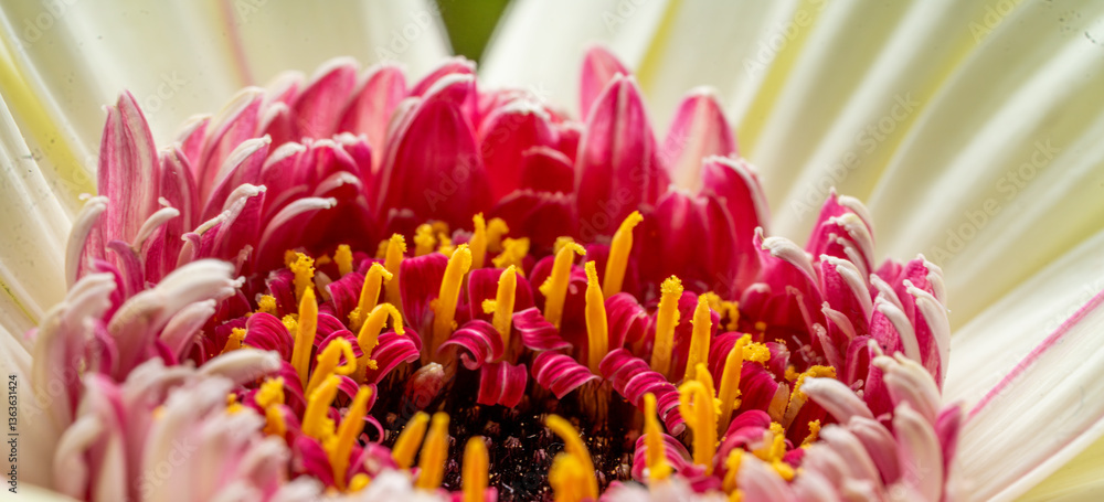 Pink red gerbera petals with yellow stamen with blurred petals. Floral abstract background, macro close up, full frame Pink red gerbera petals with yellow stamen with blurred petals. Floral abstract background, macro close up, full frame
