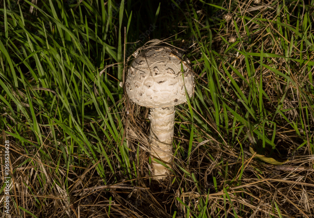 Φωτογραφία Macrolepiota procera, the parasol mushroom, is a basidiomycete fungus with a large, prominent fruiting body resembling a parasol