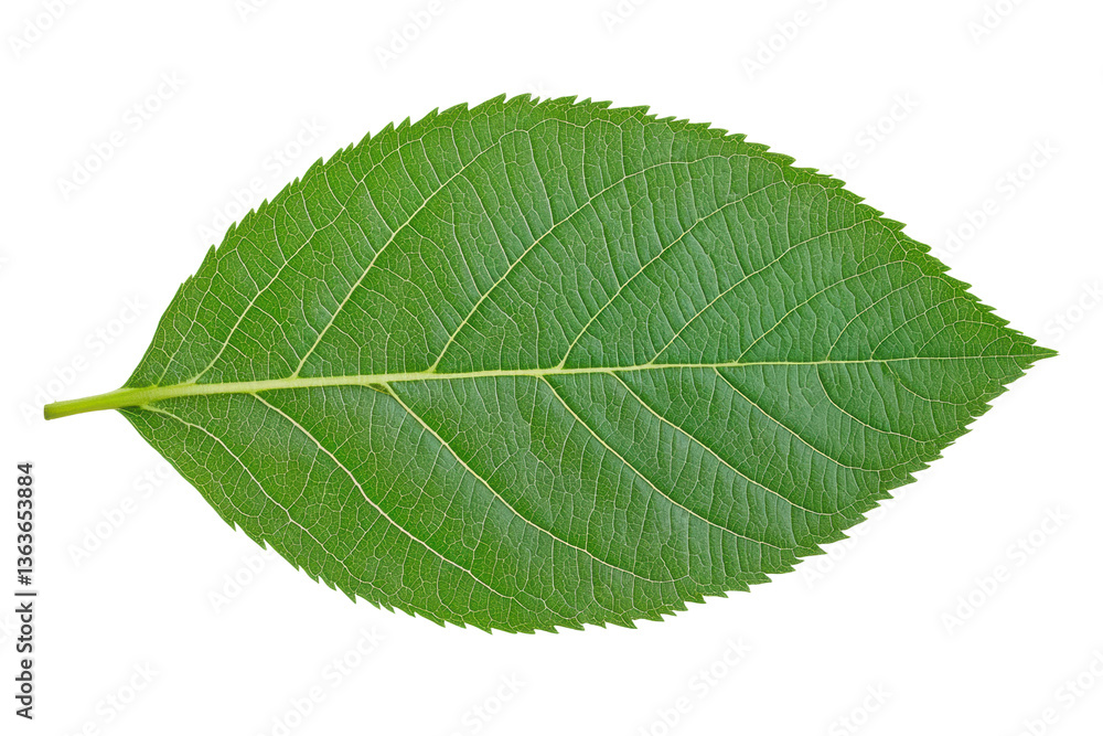 Detailed image of a green leaf on a black background showing veins and serrated edges, cut out Detailed image of a green leaf on a black background showing veins and serrated edges, cut out