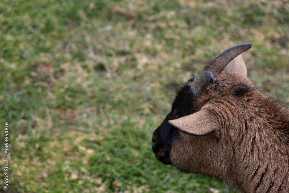 Fototapeta premium Cameroonian Dwarf Goat Looking Away on Grass