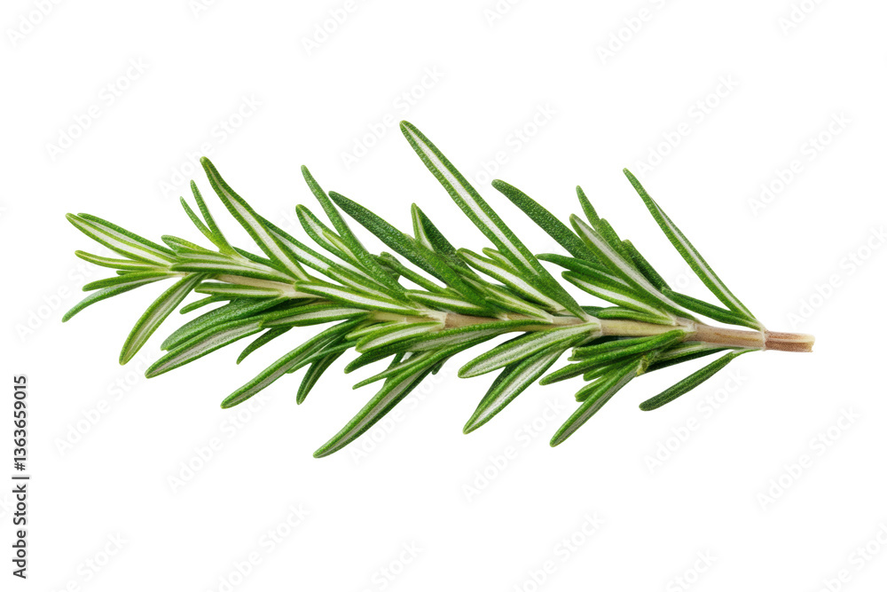 Fototapeta premium Fresh green rosemary herb isolated on black background, cut out