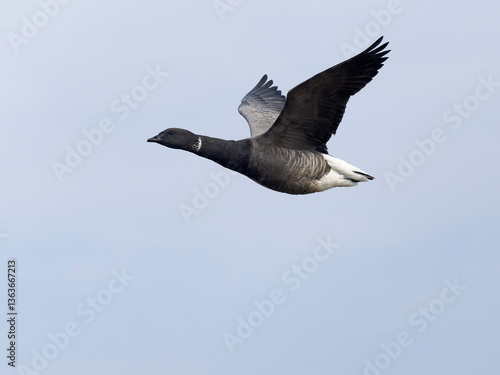 Bild auf Leinwand Brent goose, Branta bernicla