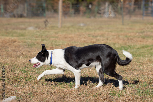 Black & White Border Collie Stalking