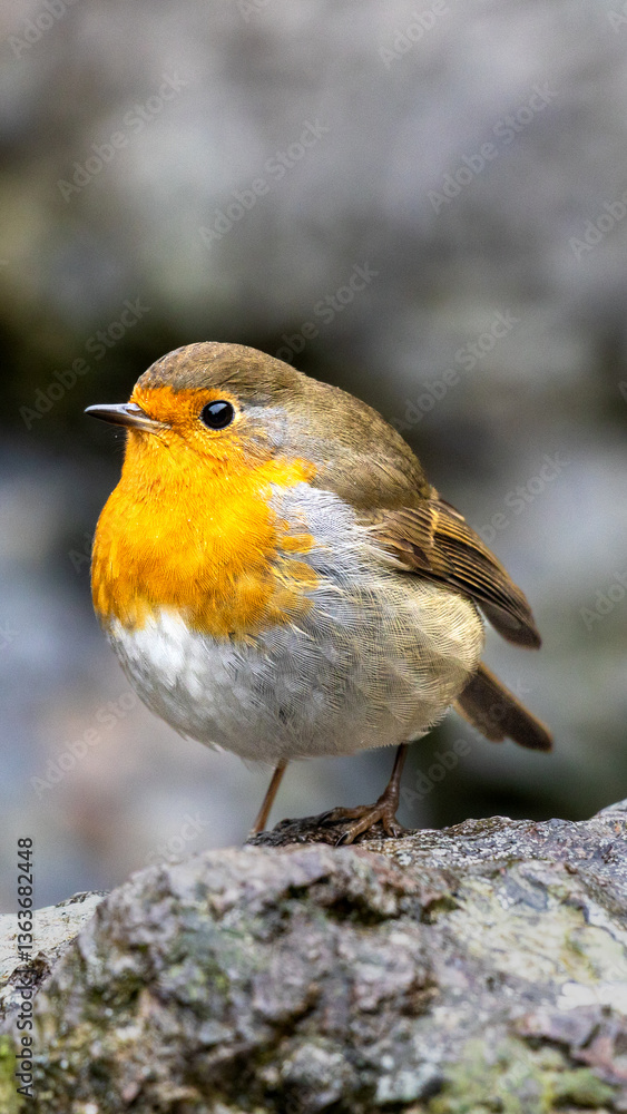 Robin Robin