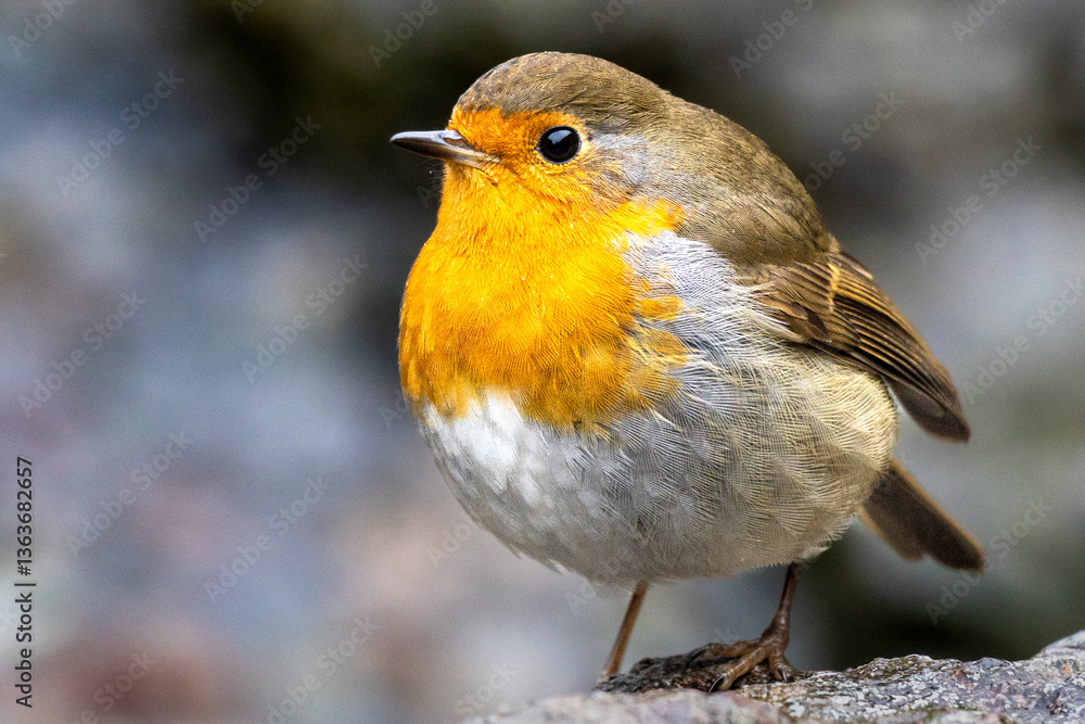 Robin Robin