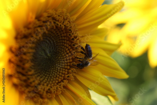 black bee on sunflower
