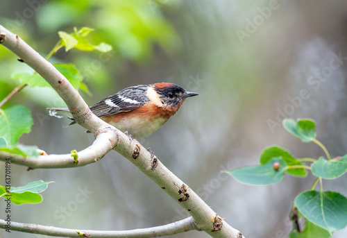 Obraz na plátně Male Bay-breasted Warbler on Branch