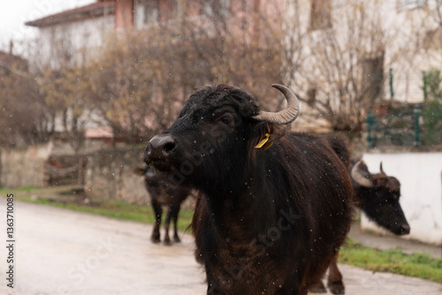 Water Buffaloes on a Village Road in Light Rain