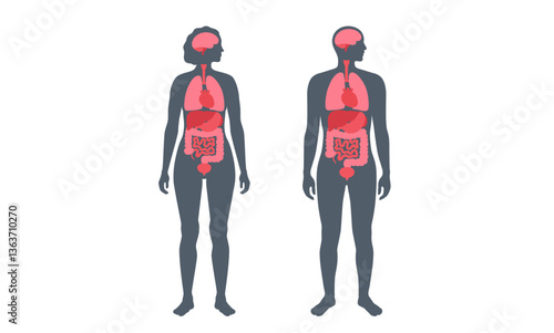 Human internal organs