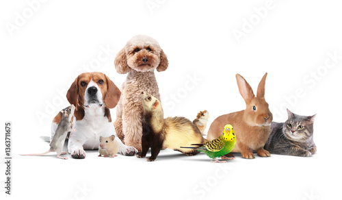 Fototapeta Naklejka Na Ścianę i Meble -  Group of cute domestic pets on white background. Banner design