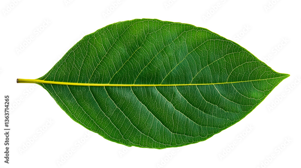 Obraz premium Magnoliopsida leaf detailed pattern with yellow veins, cut out transparent