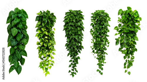 Variety of lush green hanging plants on black, cut out transparent