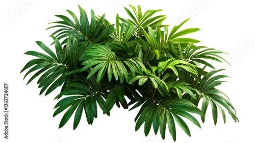 Lush tropical plants with green leaves, cut out transparent © Maestro