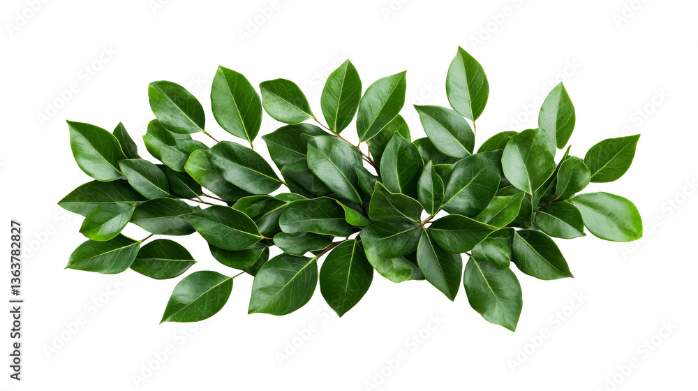 Naklejka premium Green branch with glossy leaves, cutout transparent