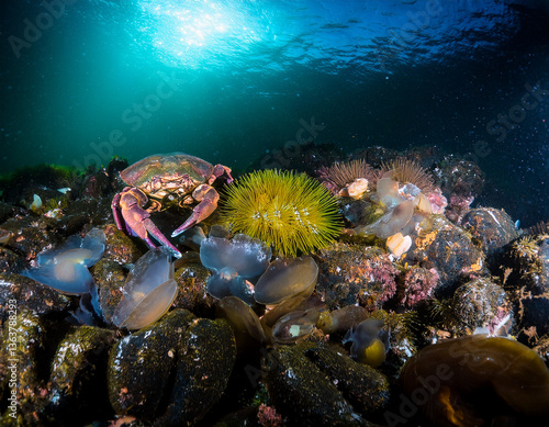 Wallpaper Mural Tidal Pools Torontodigital.ca