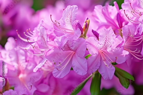 Close-up of vibrant pink azaleas blooming in nature  
