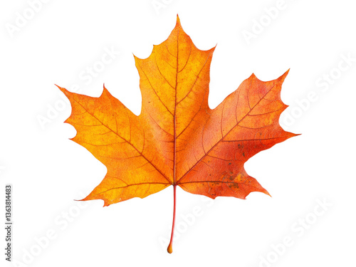 Wallpaper Mural Vibrant Orange Maple Leaf Isolated on White Background Torontodigital.ca
