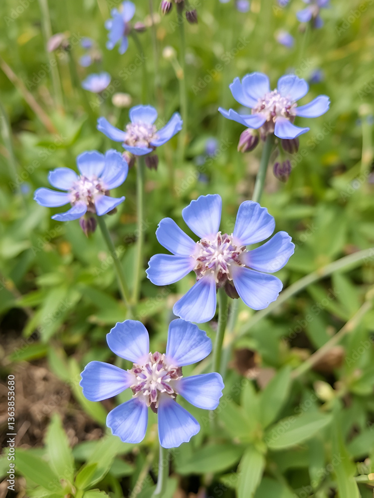 Blue bonnets Jasione montana , or sheeps bit scabious, iron flower medicinal plant Blue bonnets Jasione montana , or sheeps bit scabious, iron flower medicinal plant