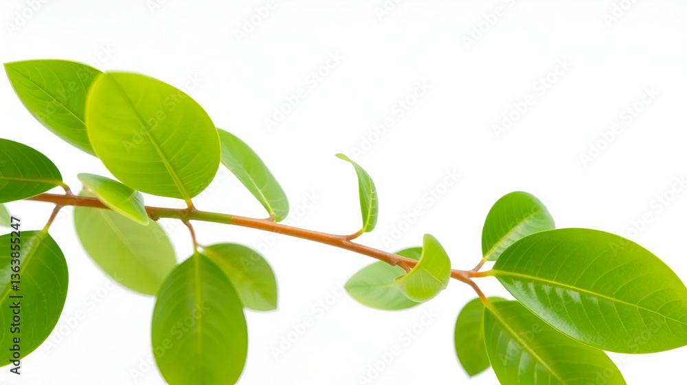 Branch with fresh green Zamioculcas zamiifolia leaves on white background Branch with fresh green Zamioculcas zamiifolia leaves on white background