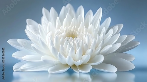 Close-up of a pristine white flower with delicate petals against a soft blue background.