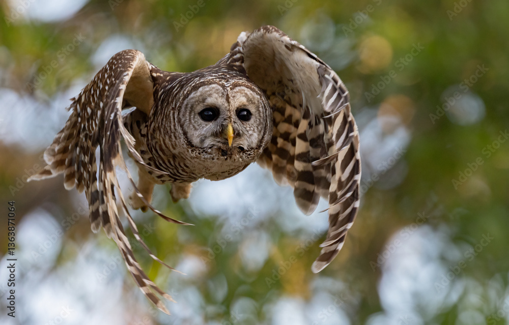 Fototapeta premium A barred owl in south Florida 