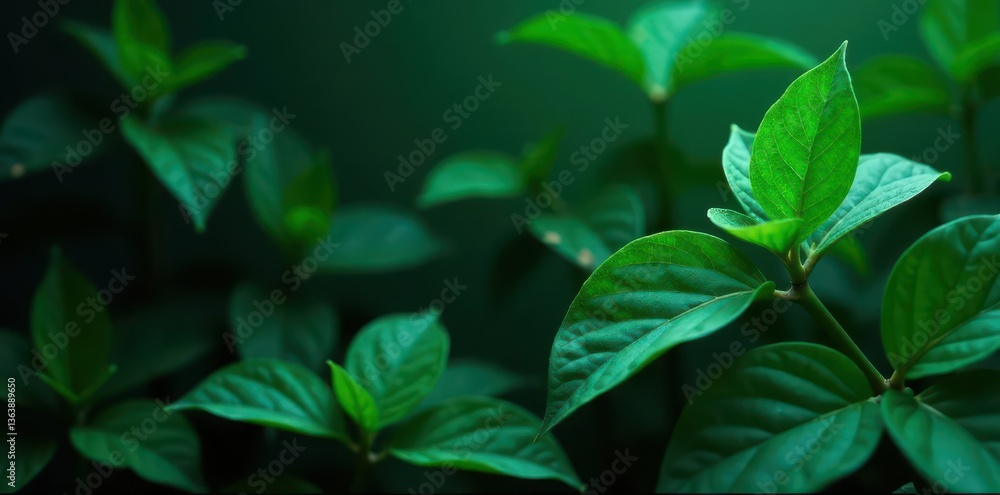 Dark emerald leaves, dense shadows, deep green tones , vine, overgrown Dark emerald leaves, dense shadows, deep green tones , vine, overgrown