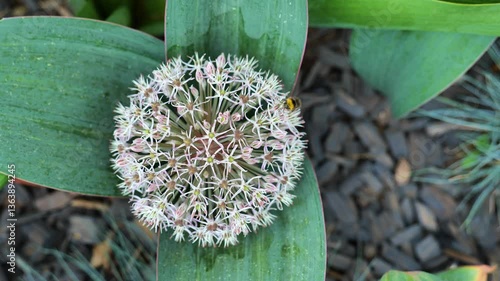 Allium karataviense in allarium.Top view. roundhead onions family Alliaceae.Decorative onion in summer garden.Summer bulbous flowers in lilac shades.Beautiful floral nature background. 4k footage