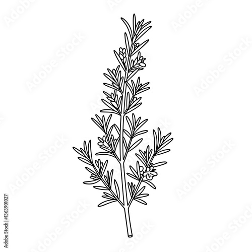 Thyme Herb Line Art | Black and White Vector Botanical Drawing