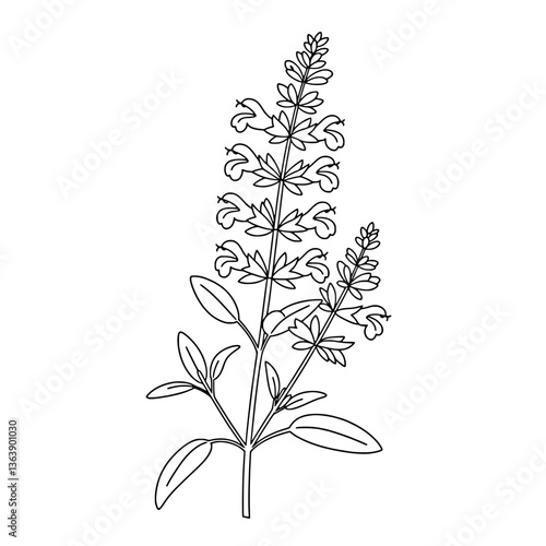 Elegant Verbena Flower Line Art | Vector Botanical Coloring Page