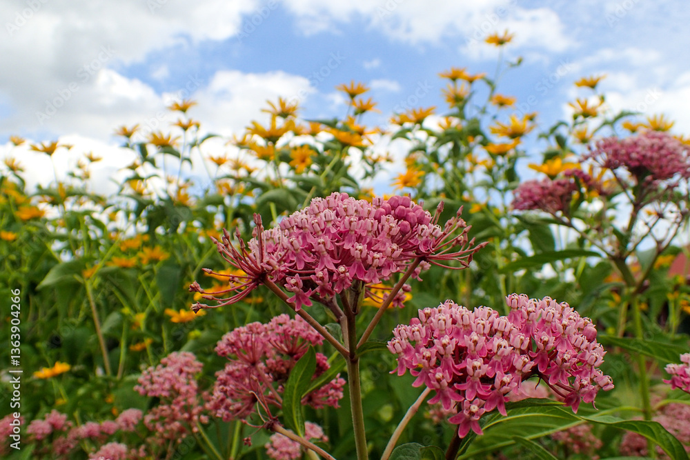 Obraz premium Beautiful Milkweed and False Sunflowers in the garden