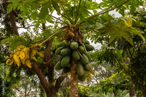 papaya tree (Carica papaya) with green fruits and white flowers. A tropical plant widely grown for its nutritional value and economic importance in sustainable agriculture