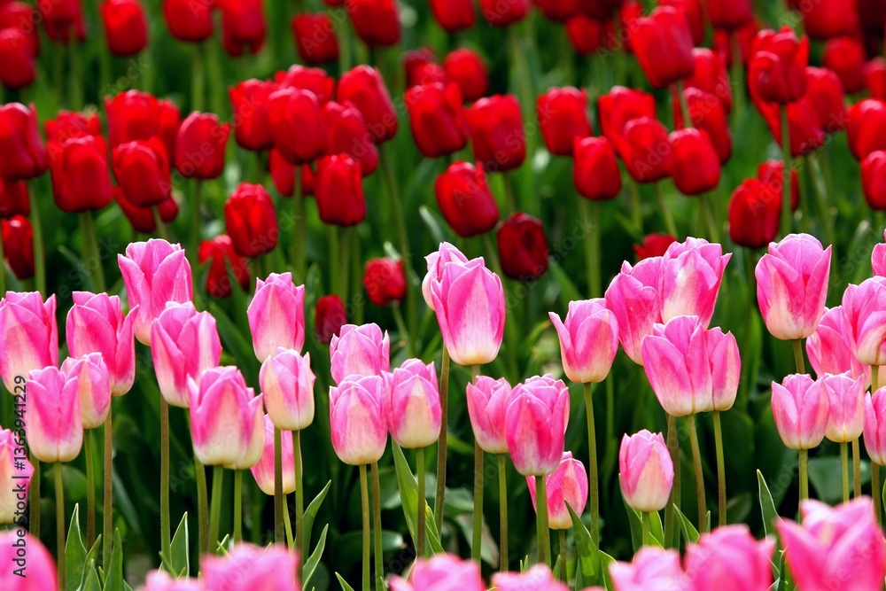 field of tulips field of tulips