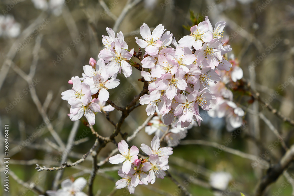 Obraz premium カラミザクラ