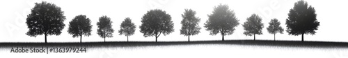 Monochromatic Forest: A serene monochrome depiction of a line of trees in a tranquil outdoor setting, capturing the simplicity and beauty of nature.