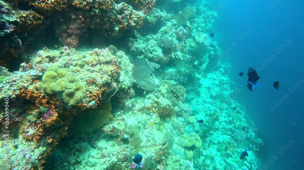 Red toothed triggerfish (Odonus niger) swim, in their unique style, on a reef. Red toothed triggerfish (Odonus niger) swim, in their unique style, on a reef.