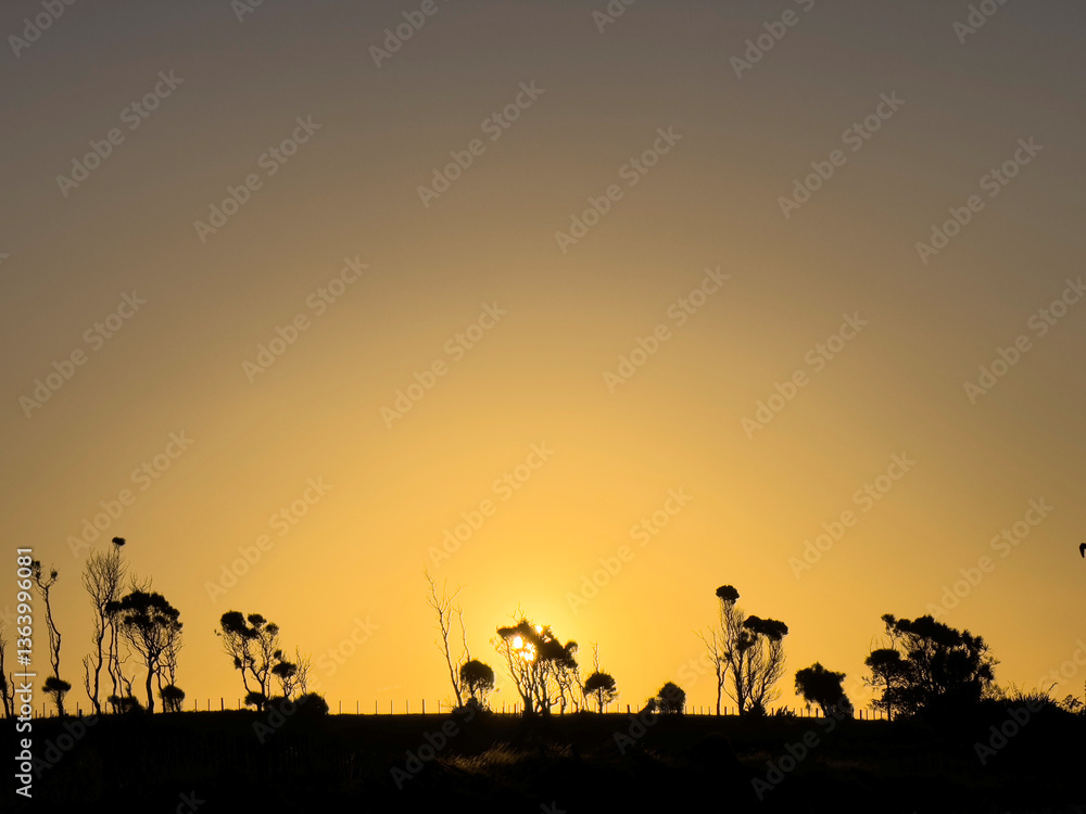Skeleton trees on the horizon, Waitara, Taranaki, New Zealand Skeleton trees on the horizon, Waitara, Taranaki, New Zealand